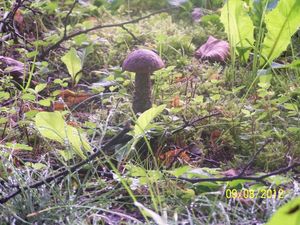 Klikni pro velký obrázek