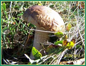 Klikni pro velký obrázek