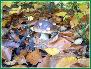 Klikni pro velký obrázek