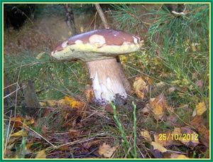 Klikni pro velký obrázek