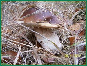 Klikni pro velký obrázek