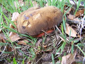 Klikni pro velký obrázek