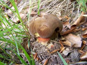 Klikni pro velký obrázek