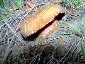 Klikni pro velký obrázek