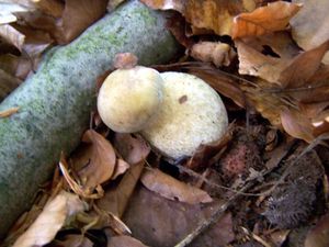 Klikni pro velký obrázek