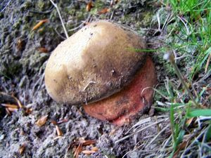 Klikni pro velký obrázek