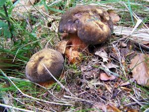 Klikni pro velký obrázek