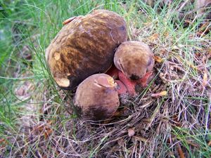 Klikni pro velký obrázek