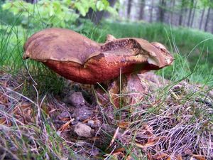 Klikni pro velký obrázek