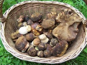 Klikni pro velký obrázek