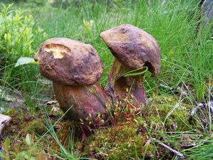 Klikni pro velký obrázek