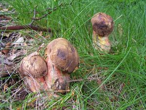 Klikni pro velký obrázek