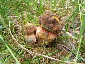 Klikni pro velký obrázek