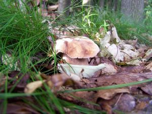 Klikni pro velký obrázek