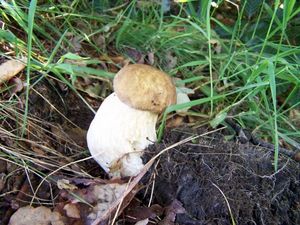 Klikni pro velký obrázek