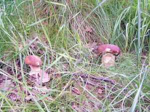 Klikni pro velký obrázek