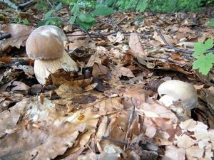 Klikni pro velký obrázek