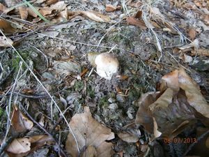 Klikni pro velký obrázek