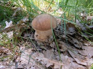 Klikni pro velký obrázek