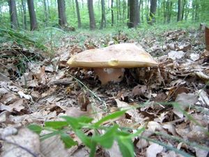 Klikni pro velký obrázek