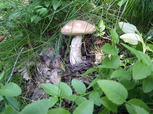 Klikni pro velký obrázek