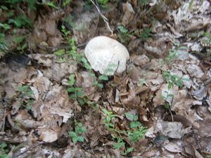 Klikni pro velký obrázek