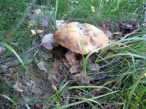 Klikni pro velký obrázek