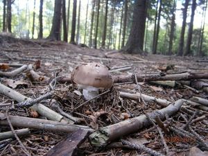 Klikni pro velký obrázek