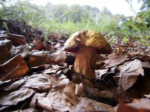 Klikni pro velký obrázek