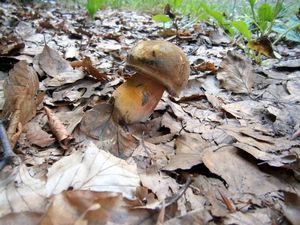 Klikni pro velký obrázek