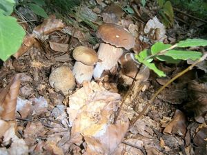 Klikni pro velký obrázek