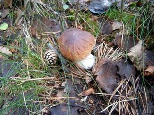 Klikni pro velký obrázek