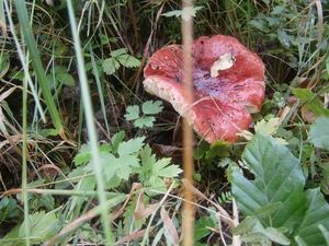 Klikni pro velký obrázek