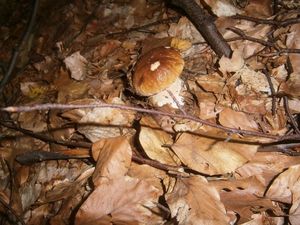 Klikni pro velký obrázek