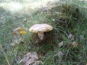 Klikni pro velký obrázek