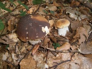 Klikni pro velký obrázek