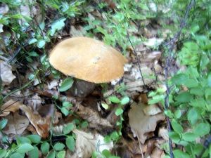 Klikni pro velký obrázek