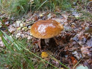 Klikni pro velký obrázek