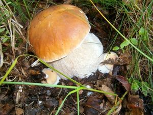 Klikni pro velký obrázek