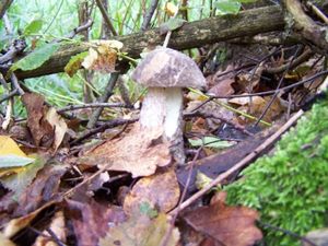 Klikni pro velký obrázek