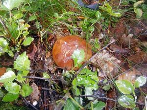 Klikni pro velký obrázek