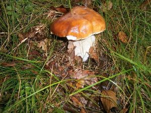 Klikni pro velký obrázek