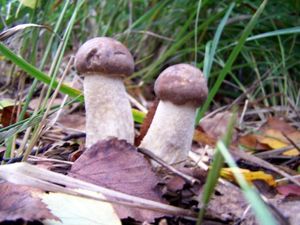 Klikni pro velký obrázek