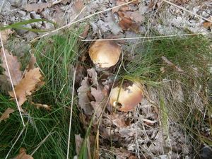 Klikni pro velký obrázek