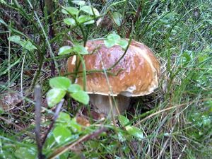 Klikni pro velký obrázek