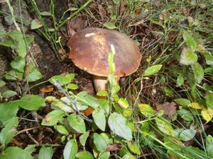 Klikni pro velký obrázek