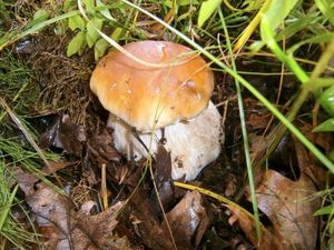 Klikni pro velký obrázek