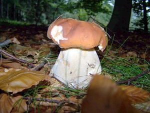 Klikni pro velký obrázek