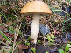 Klikni pro velký obrázek