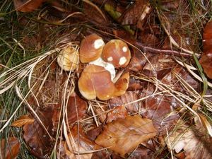 Klikni pro velký obrázek